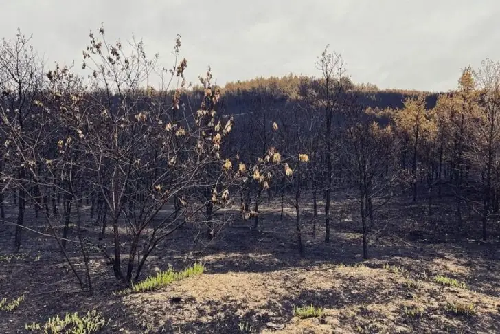 What happens after a forest fire?