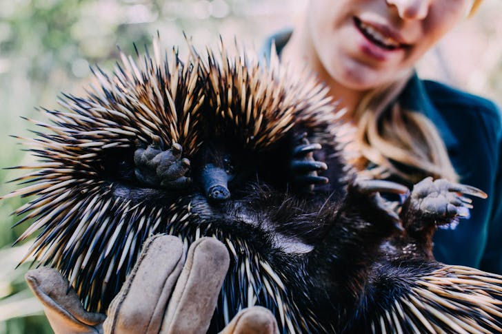 The top strangest animals.
